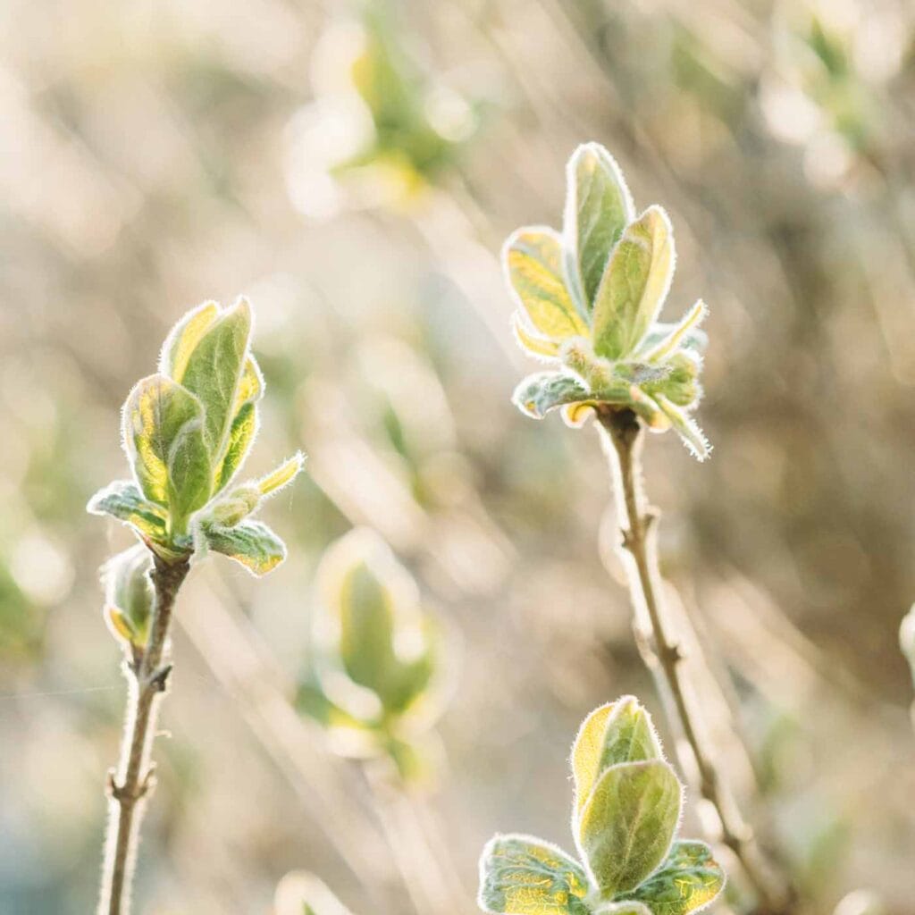 Episode 26: Doing All the Healing Work But Still Not Happy? Reclaim Joy as a Healer Episode 26: Doing All the Healing Work But Still Not Happy? Reclaim Joy as a Healer